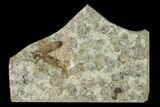 Fossil March Fly (Plecia) - Green River Formation #138477-1